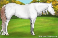 Horse Color:White Spotted Bay Appaloosa 