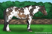 Horse Color:White Spotted Buckskin Frame 