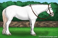 Horse Color:White Spotted Buckskin Pearl Blanket Rabicano