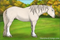 Horse Color:Perlino 