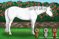 Horse Color:Gray White Spotted Black Tobiano 