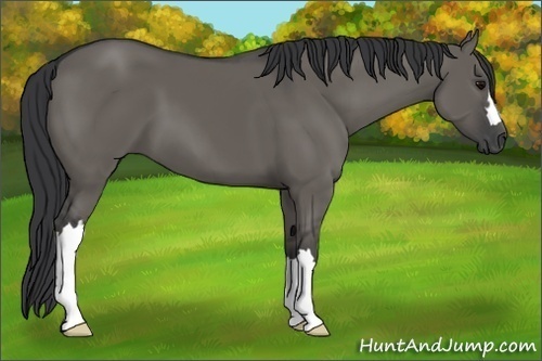 Horse Color:Grullo Frame 