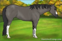 Horse Color:Grullo Frame 