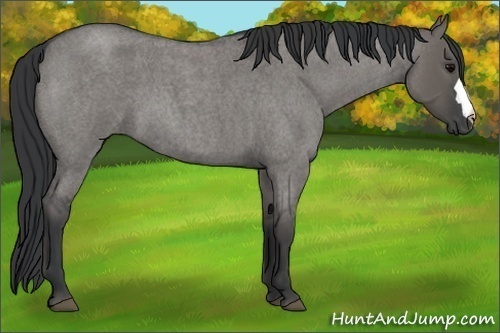Horse Color:Grullo Roan 