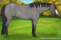 Horse Color:Grullo Roan 