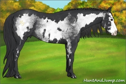 Horse Color:White Spotted Black Splash Frame Rabicano 