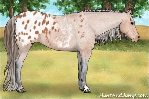 Horse Color:Bay Appaloosa