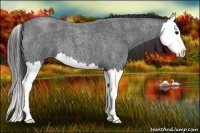 Horse Color:Smoky Blue Roan Splash