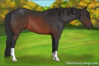 Horse Color:Brown 
