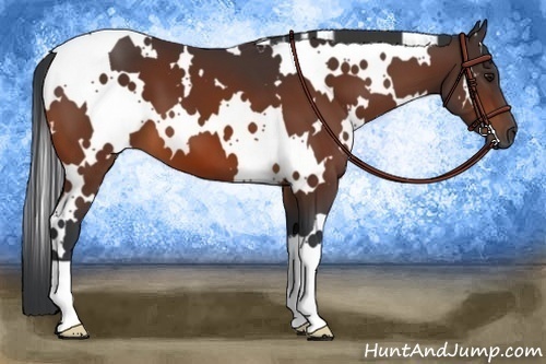 Horse Color:White Spotted Bay Frame 