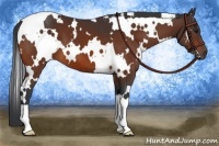 Horse Color:White Spotted Bay Frame 