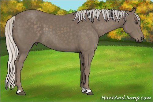 Horse Color:Silver Smoky Black 