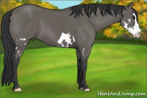 Horse Color:Grullo Splash Frame 