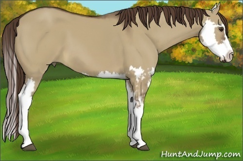 Horse Color:Liver Red Dun Splash Frame 