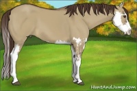 Horse Color:Liver Red Dun Splash Frame