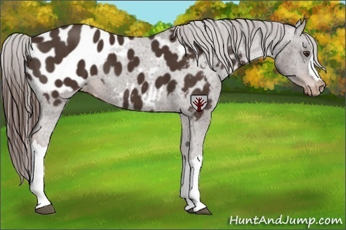 Horse Color:Liver Chestnut Appaloosa 