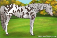 Horse Color:Liver Chestnut Appaloosa 