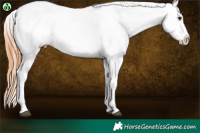 Horse Color:Bay Dun Appaloosa Rabicano