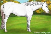 Horse Color:Brown Sabino Varnish