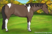 Horse Color:Buckskin Sabino Tobiano 