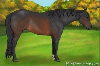 Horse Color:Brown Rabicano
