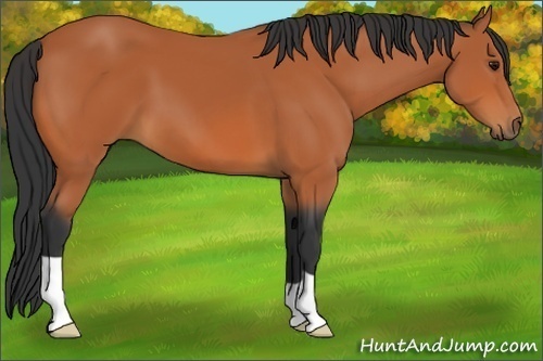 Horse Color:Bay 