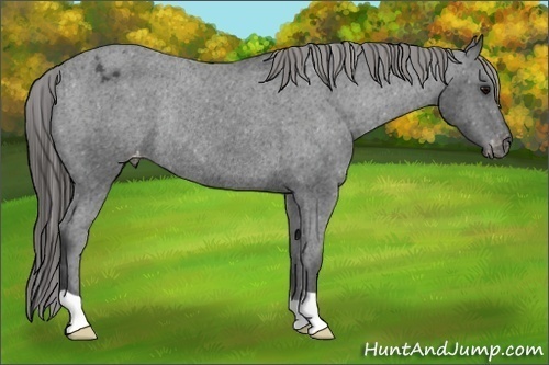 Horse Color:Black Appaloosa Rabicano 