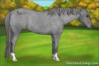 Horse Color:Black Varnish Rabicano 