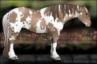 Horse Color:White Spotted Black Pearl