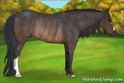 Horse Color:Brown Rabicano Brindle