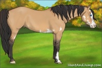 Horse Color:Bay Dun Splash Frame