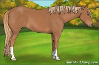 Horse Color:Chestnut 