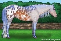 Horse Color:Watercolor White Spotted Bay Frame Appaloosa 