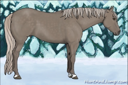 Horse Color:Silver Grullo 