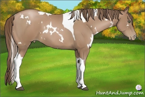Horse Color:White Spotted Black Pearl Tobiano 