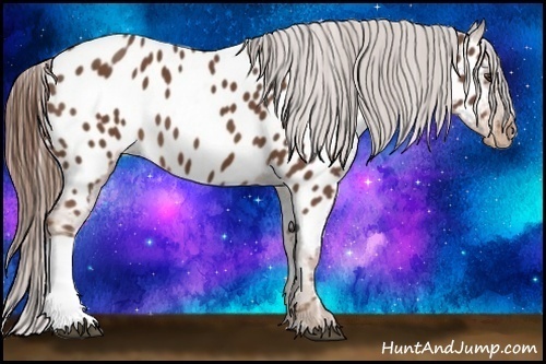 Horse Color:Chestnut Near Leopard 