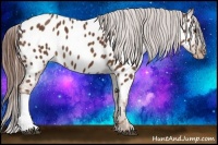 Horse Color:Chestnut Near Leopard 