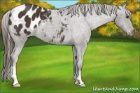 Horse Color:Liver Chestnut Appaloosa 