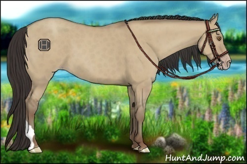 Horse Color:Classic Champagne Dun 