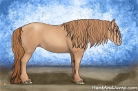 Horse Color:Gold Champagne
