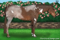 Horse Color:White Spotted Liver Chestnut Sabino