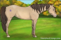 Horse Color:Amber Cream Champagne Frame