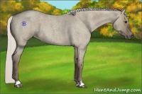 Horse Color:Silver Smoky Grullo Roan 