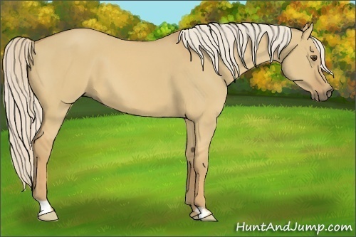 Horse Color:Palomino Dun Frame 
