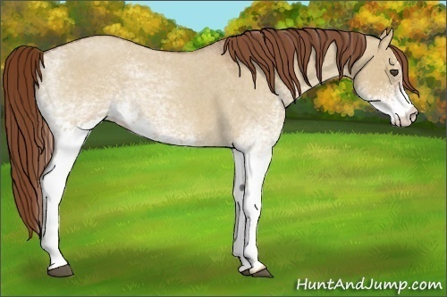 Horse Color:White Spotted Red Dun Roan 