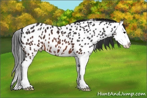 Horse Color:Brown Splash Near Leopard