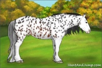 Horse Color:Brown Splash Near Leopard