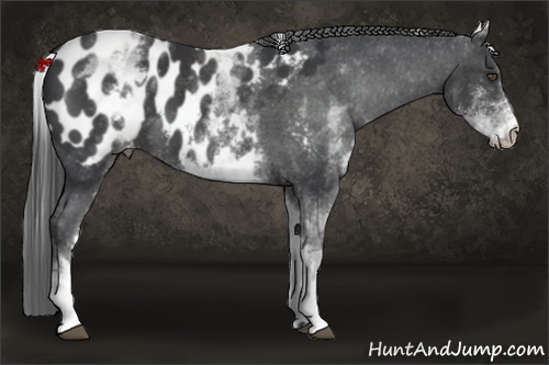 Horse Color:White Spotted Black Appaloosa 