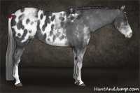 Horse Color:White Spotted Black Appaloosa 