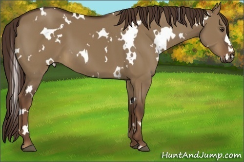 Horse Color:White Spotted Liver Red Dun